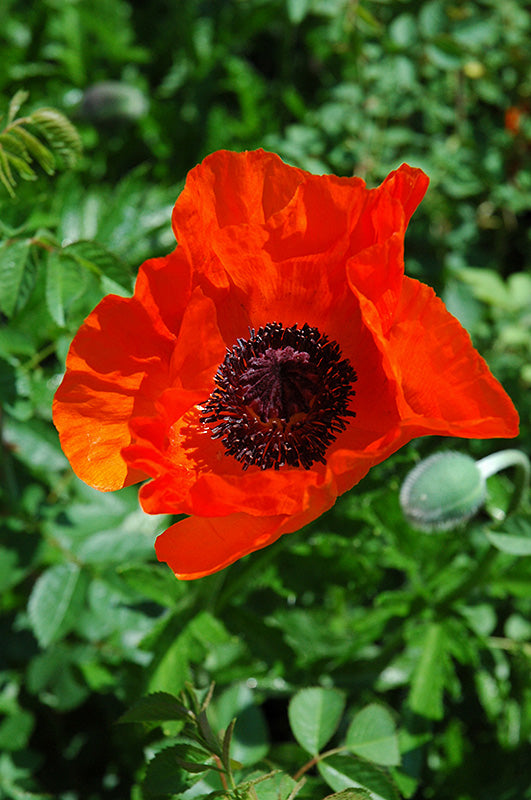 Papaver Iceland Poppy Allegro