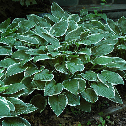 Hosta Plantain Lily Francee