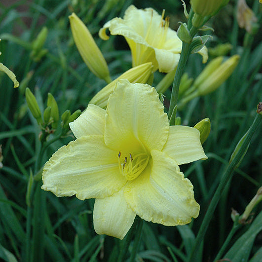 Hemerocallis Daylily Happy Ever Appster Happy Returns