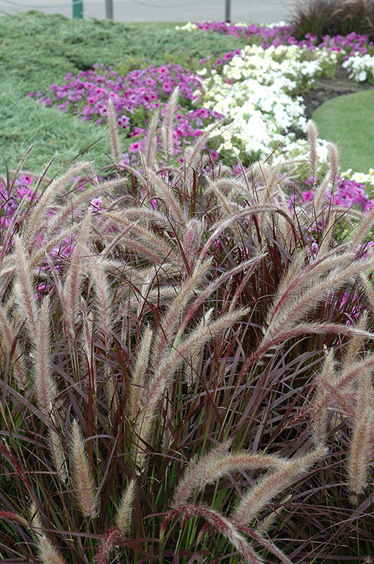 Pennisetum setaceum Rubrum