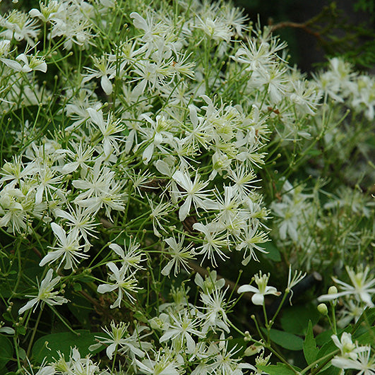 Clematis Leather Flower Paniculata
