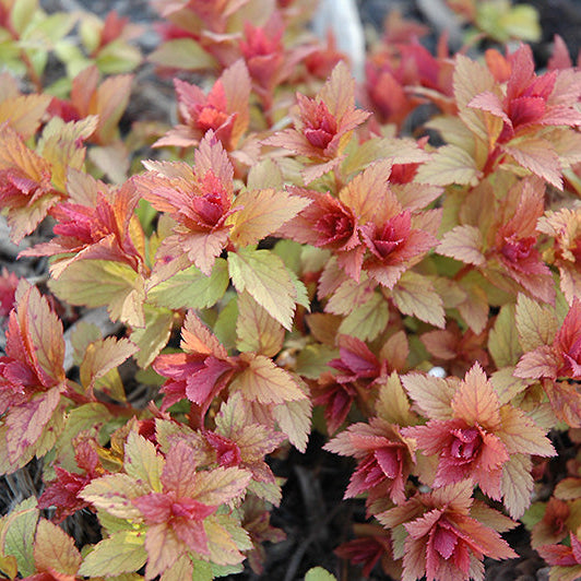 Spirea Magic Carpet