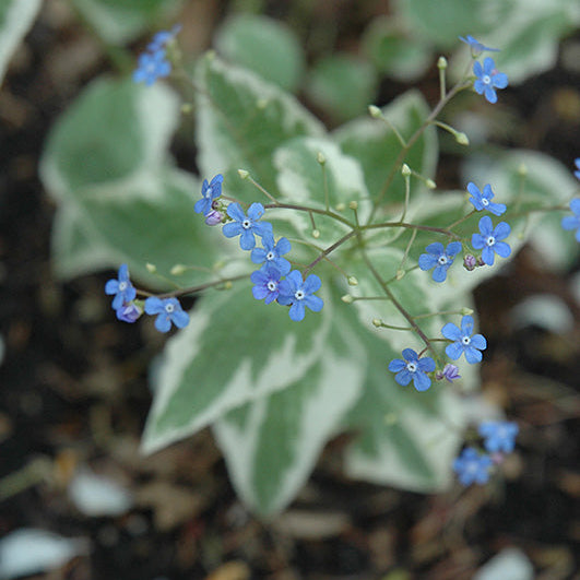 Brunnera Siberian Bugloss Variegata