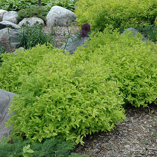 Spirea Goldmound Pink