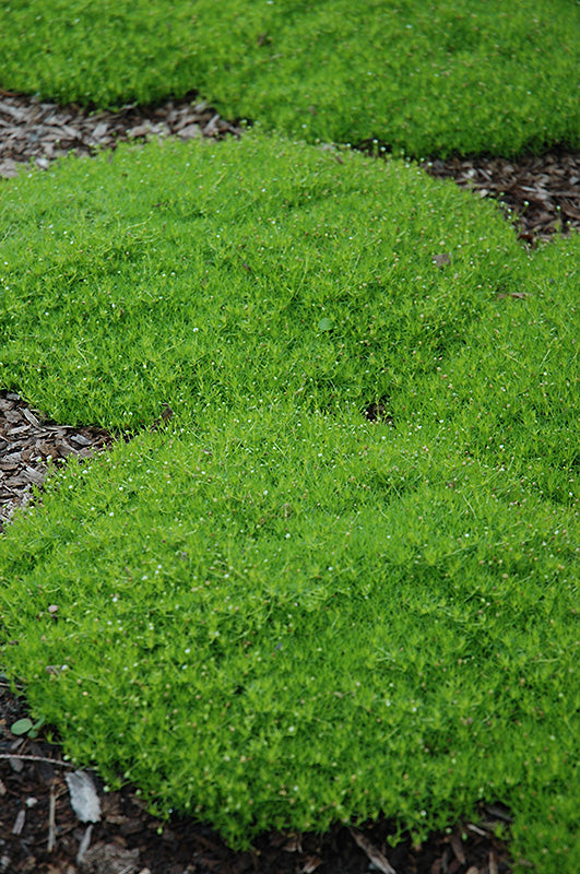 Sagina Moss Irish (Subulata)