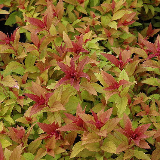 Spirea Goldflame Red