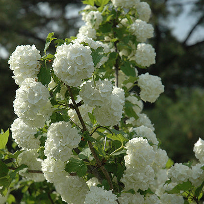 Viburnum Snowball