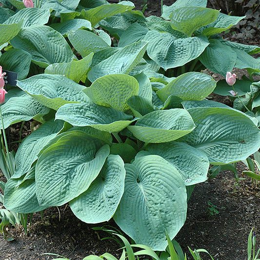 Hosta Plantain Lily Elegans