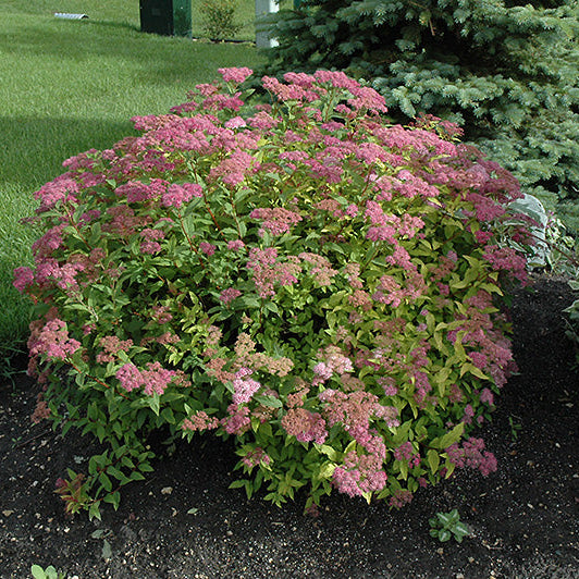 Spirea Goldflame Red