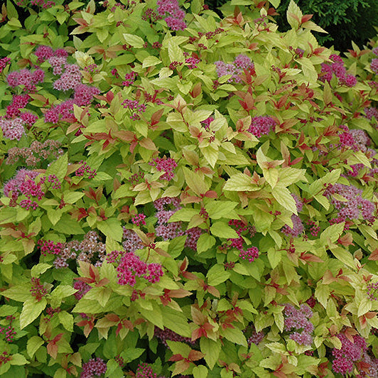 Spirea Magic Carpet