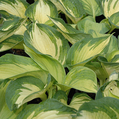 Hosta Plantain Lily June
