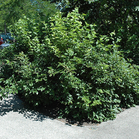 Viburnum Chicago Lustre