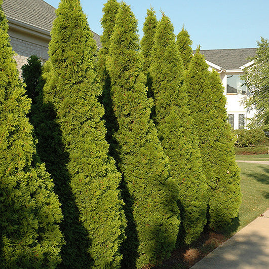Thuja Emerald Green