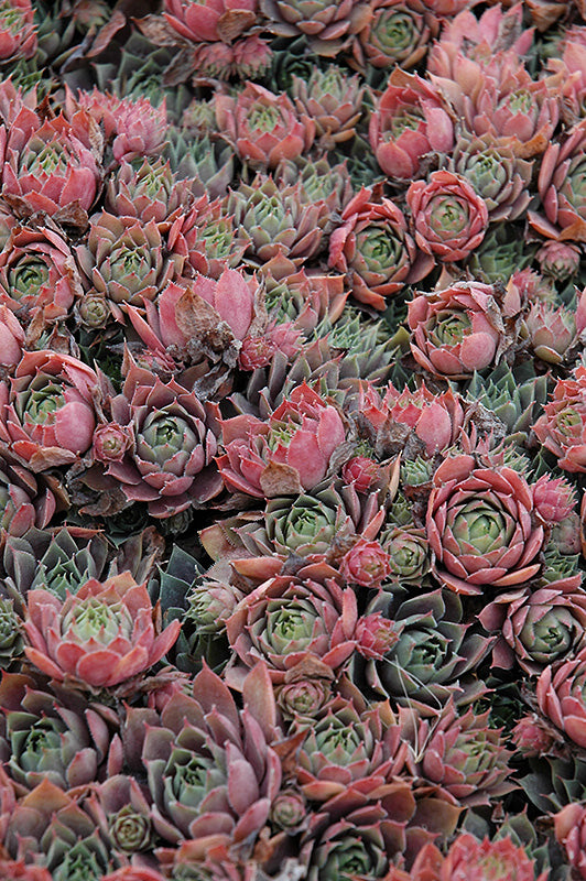 Sempervivum Hens and Chicks Purple Beauty