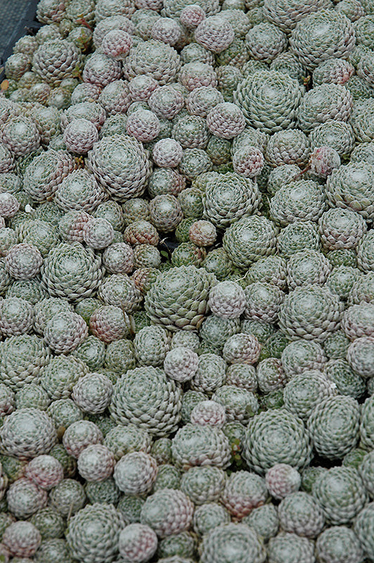 Sempervivum Hens and Chicks Cobweb
