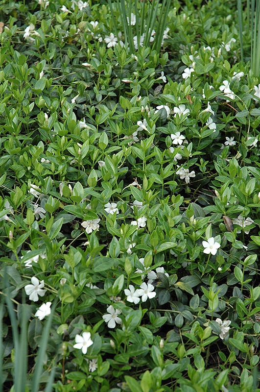 Vinca Common Periwinkle Alba