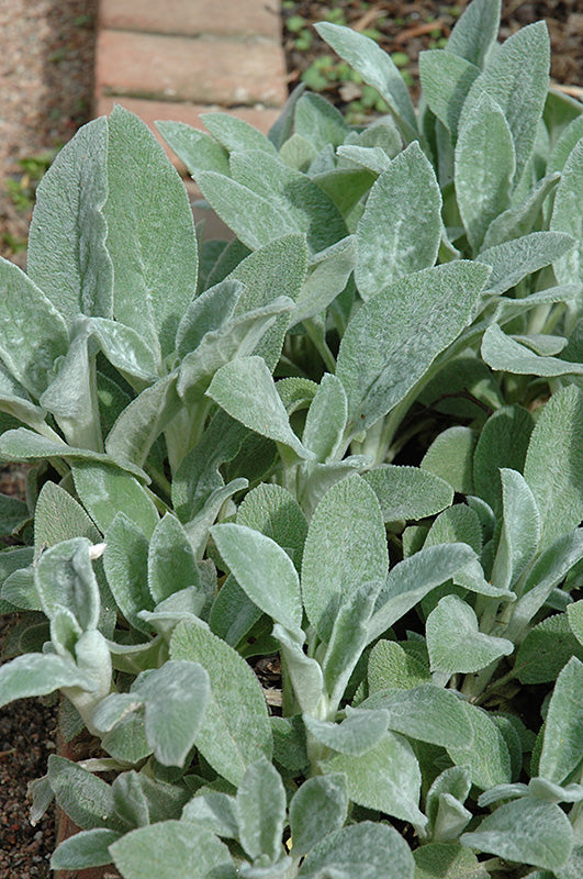 Stachys Hedgenettle Lambs Ear (Helen Von Stein)