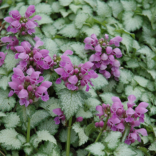 Lamium Dead Nettle Orchid Frost