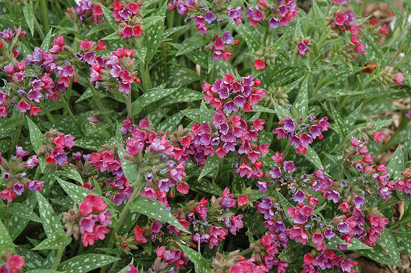Pulmonaria Lungwort Raspberry Splash