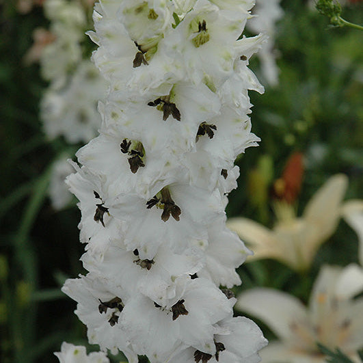 Delphinium Larkspur Cherry Blossom White Bee