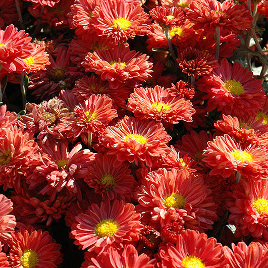 Chrysanthemum Mum Mammoth Dark Bronze Daisy