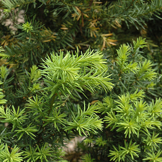 Taxus Hicksii