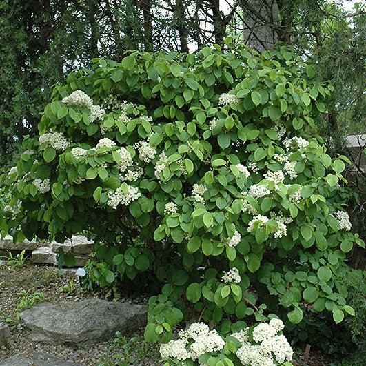 Viburnum Newport Doublefile