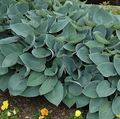 Hosta Plantain Lily Halcyon