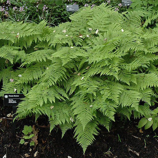 Athyrium Lady Fern