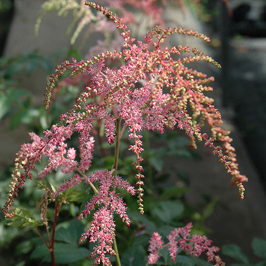 Astilbe False Spirea Ostrich Plume