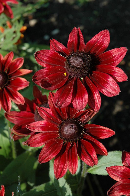 Rudbeckia Black Eyed Susan Cherry Brandy