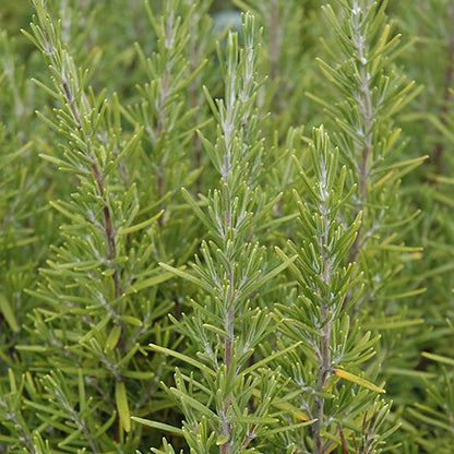 Rosemary Upright Blue