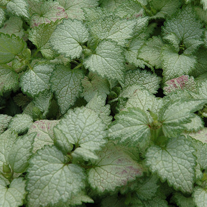 Lamium Dead Nettle Ghost