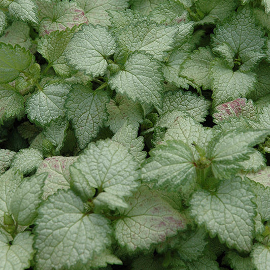 Lamium Dead Nettle Ghost