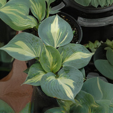 Hosta Plantain Lily Dream Queen