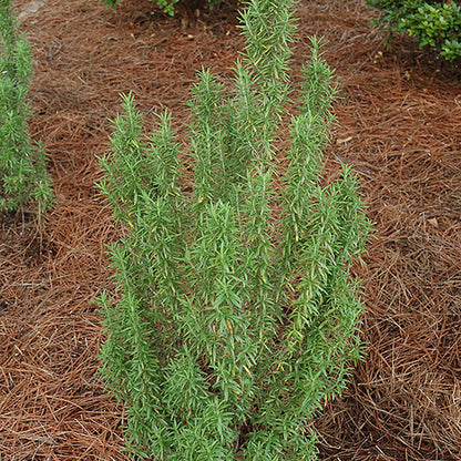 Rosemary Upright Blue