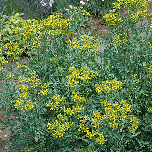Common Rue, graveolens Ruta