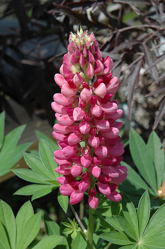 Lupinus Lupine Gallery Red