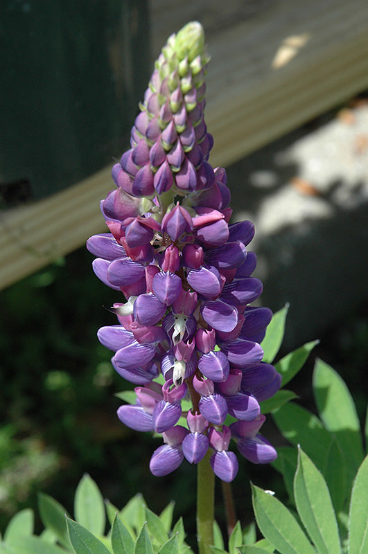 Lupinus Lupine Gallery Blue
