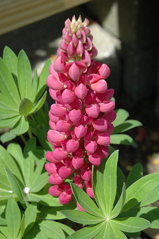 Lupinus Lupine Minarette Mix