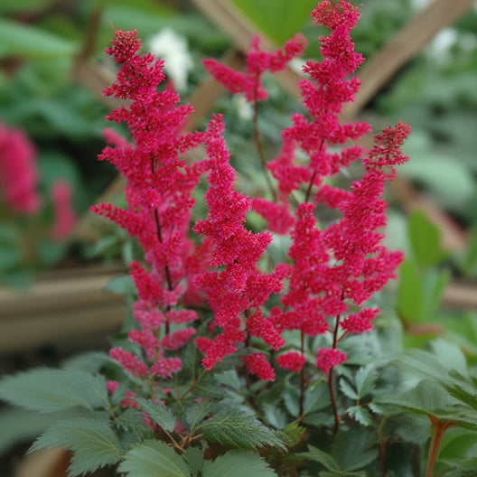 Astilbe False Spirea Fanal