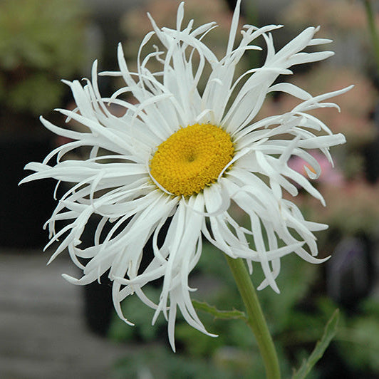 Leucanthemum Shasta Daisy Aglaia