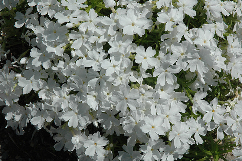 Phlox Creeping Phlox Creeping White Delight
