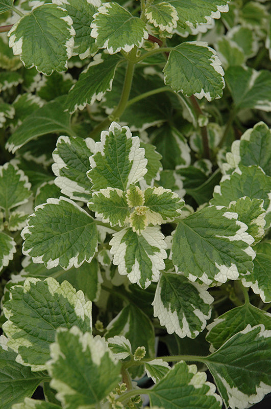 Plectranthus Variegata