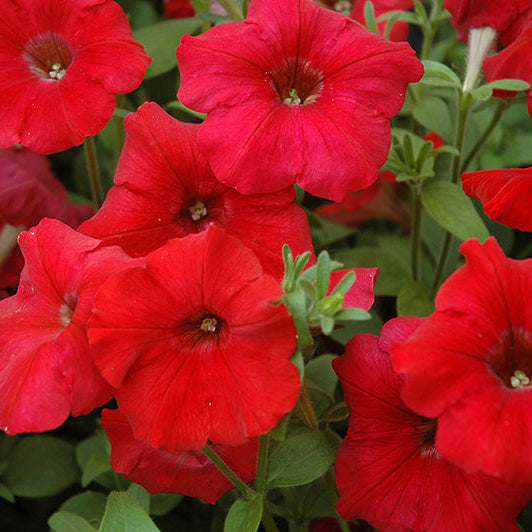 Wave Petunia Easy Wave Red