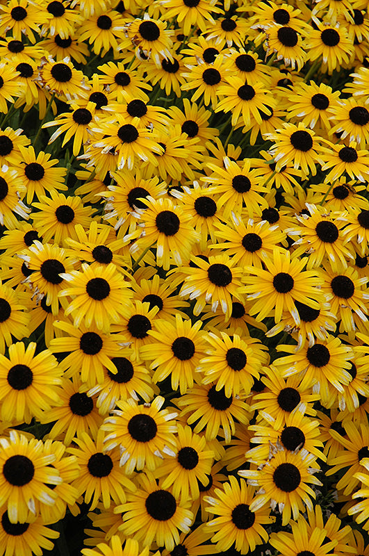 Rudbeckia Black Eyed Susan Viette's Little Suzy