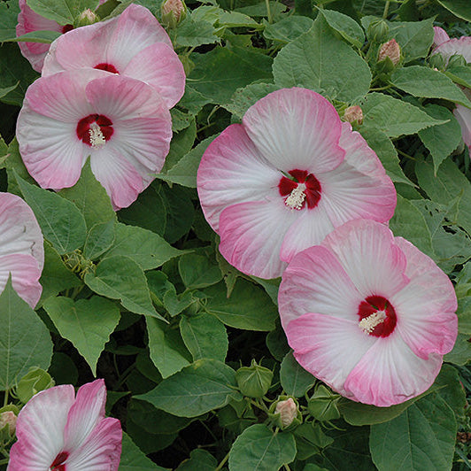 Hibiscus Rose Mallow Luna Pink Swirl