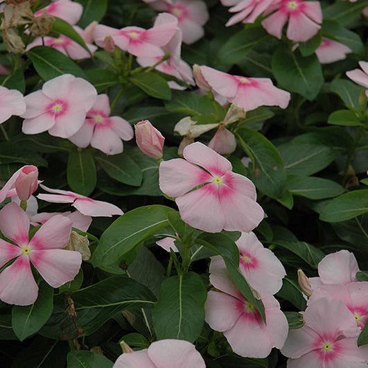 Vinca Titan Icy Pink