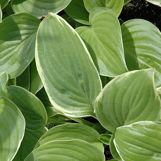 Hosta Plantain Lily Frozen Margarita