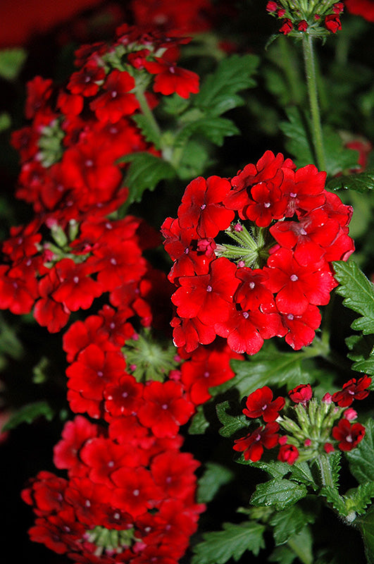 Verbena Empress Flair Red
